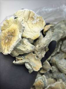 Albino Penis Evy Thrasher