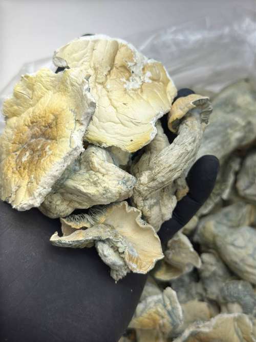 Albino Penis Evy Thrasher