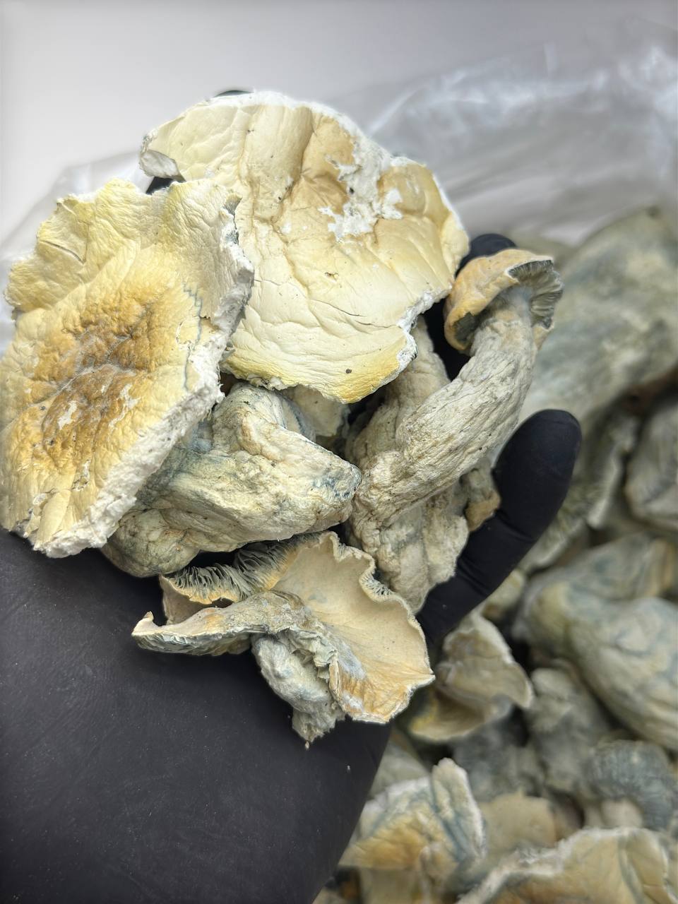 Albino Penis Evy Thrasher