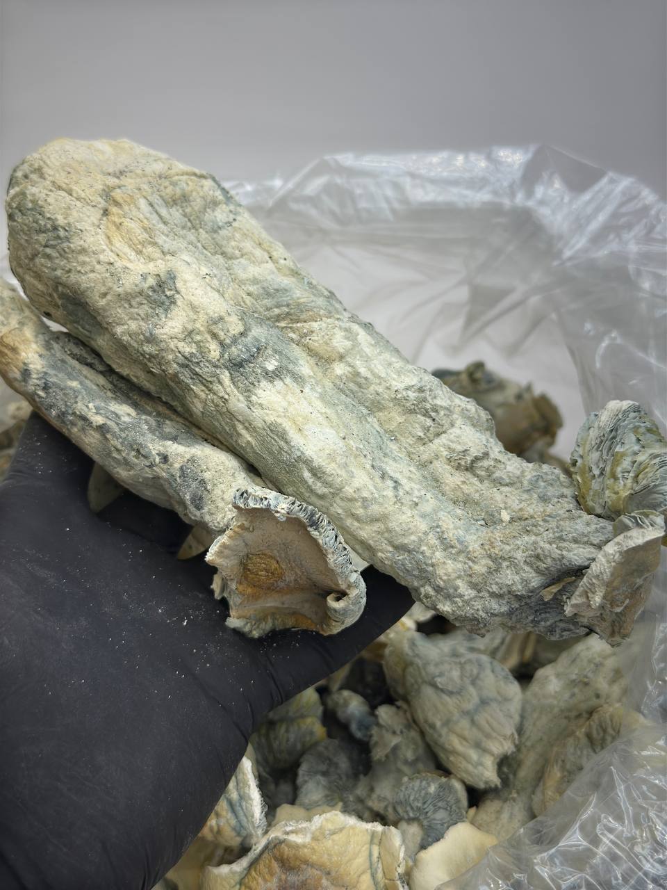 Albino Penis Evy Thrasher - Image 2