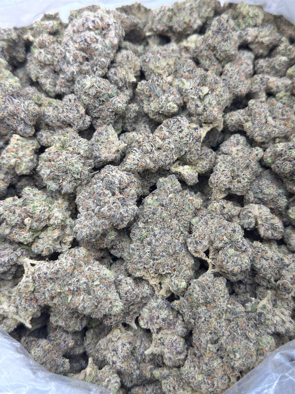 Citrus Tsunami - Image 3