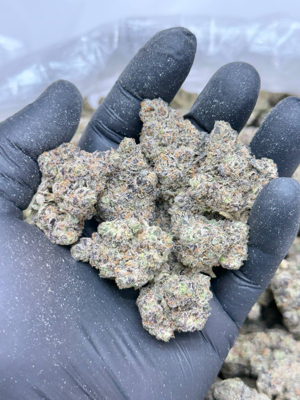 Citrus Tsunami - Image 4