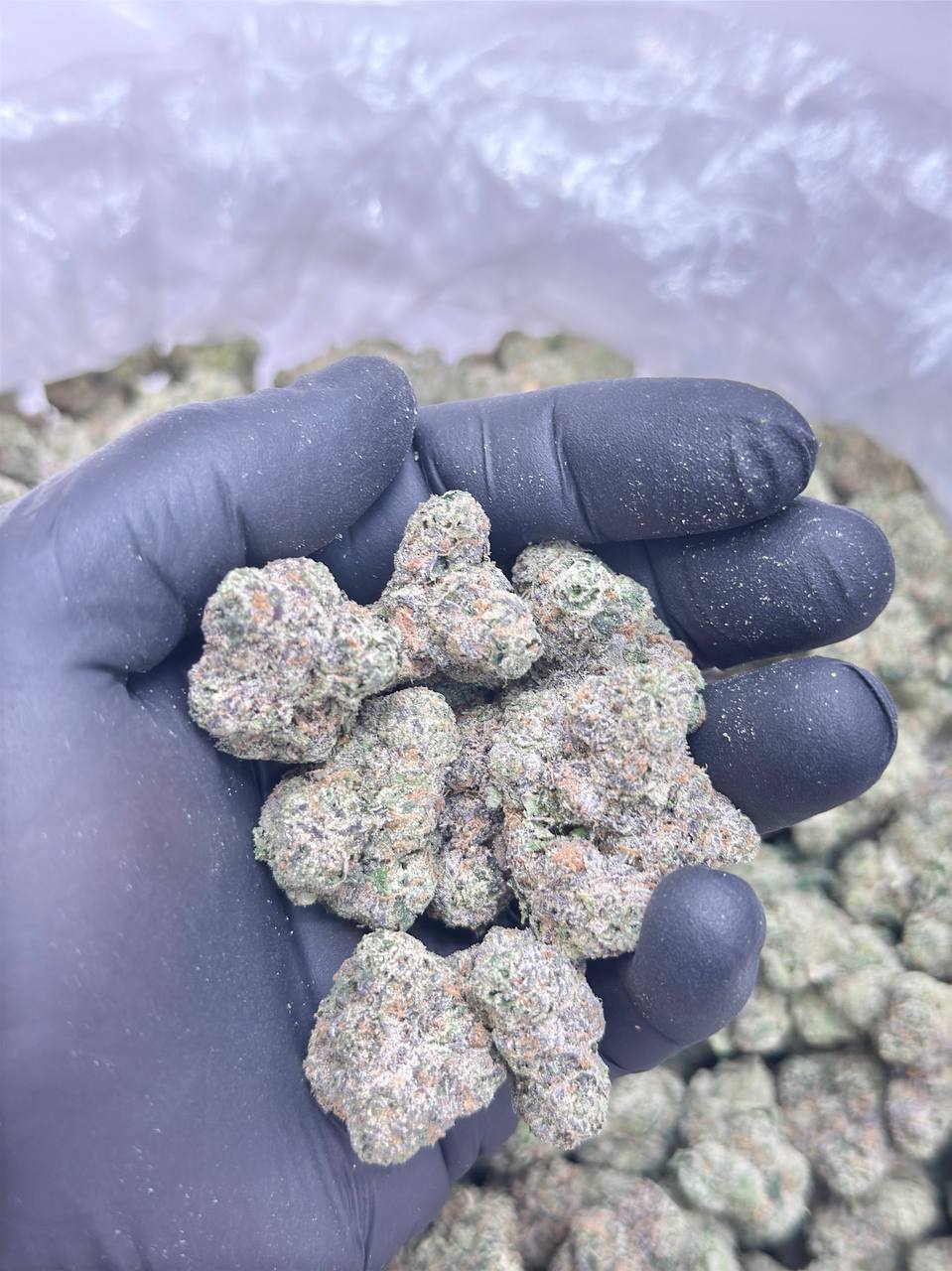 Slurple Fritz - Image 2