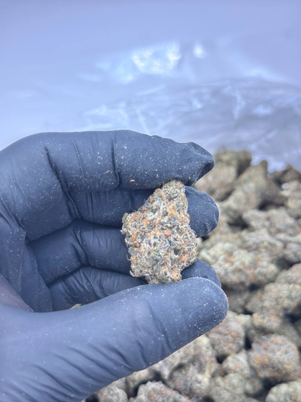 Dulce De Mio - Image 4