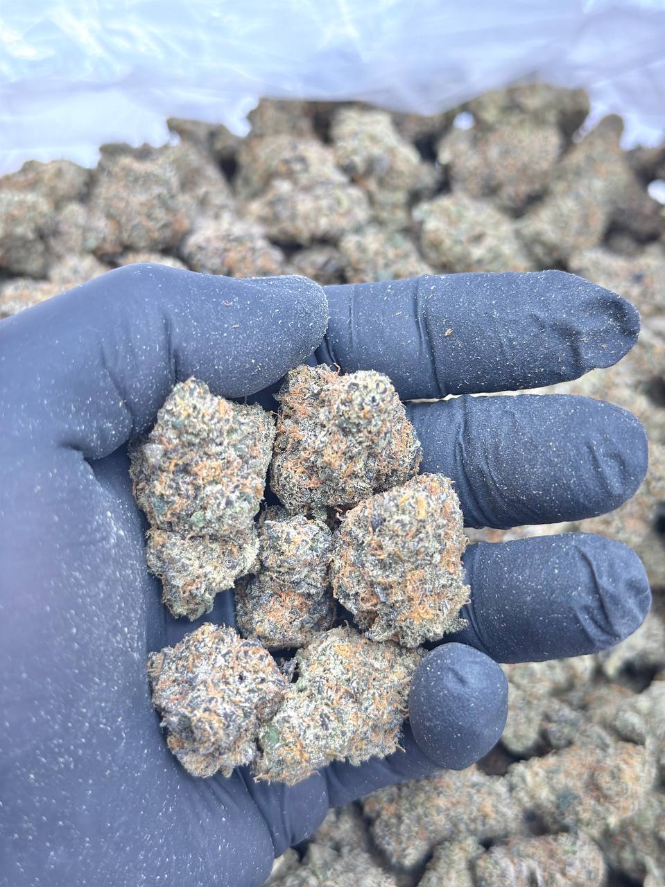 Dulce De Mio - Image 3