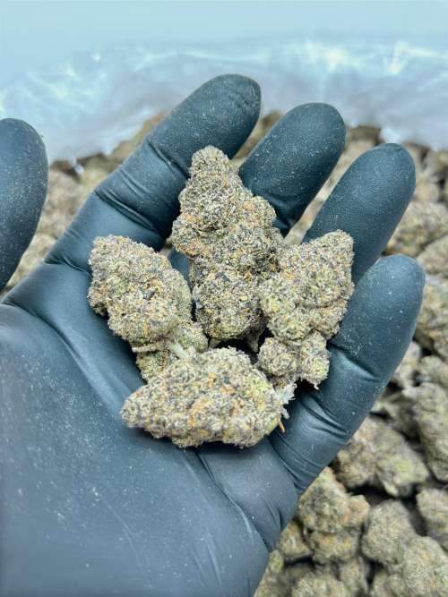 Black Runtz (Budget)