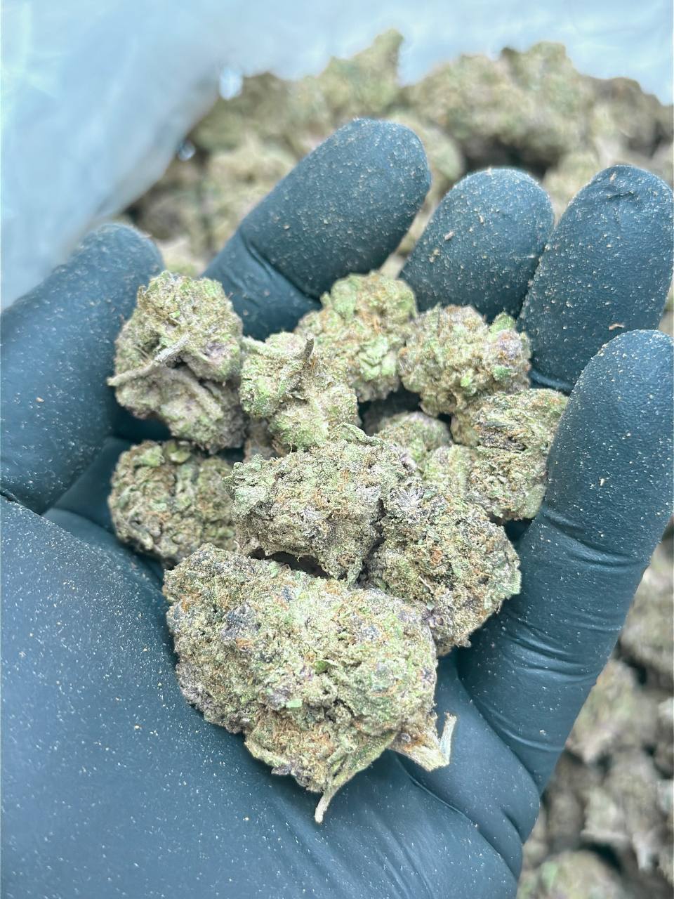 Berry Gelato (Budget) - Image 2