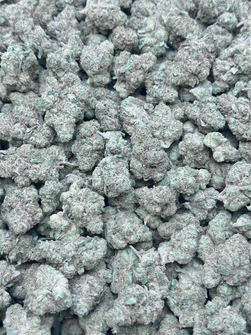 High Society - Image 2