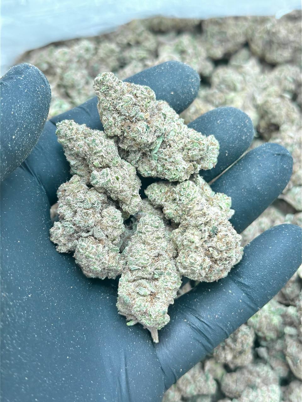 High Society - Image 4