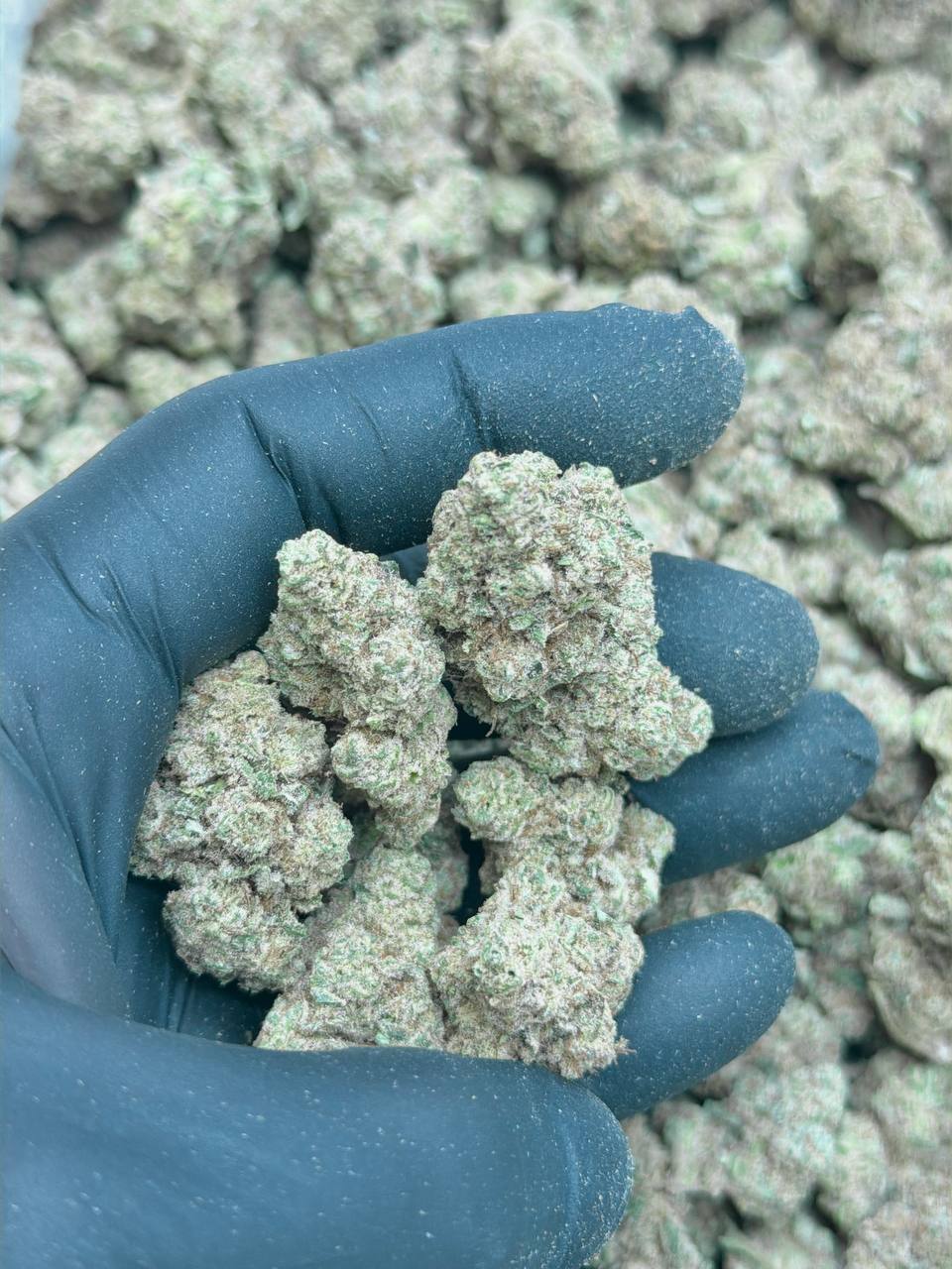 High Society - Image 5