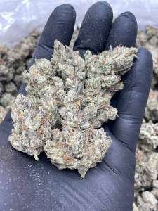 Rainbow In The Dark -Living Soil - Lucky's Favorites Pick!