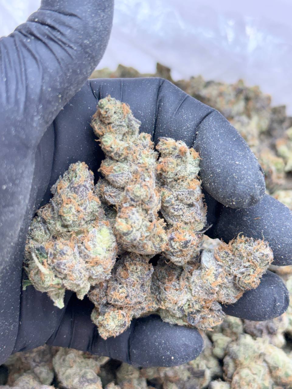 Grape Diamonds -Living Soil - Image 2