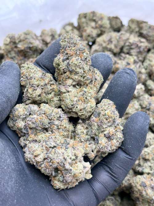 Peach Crescendo- Living Soil