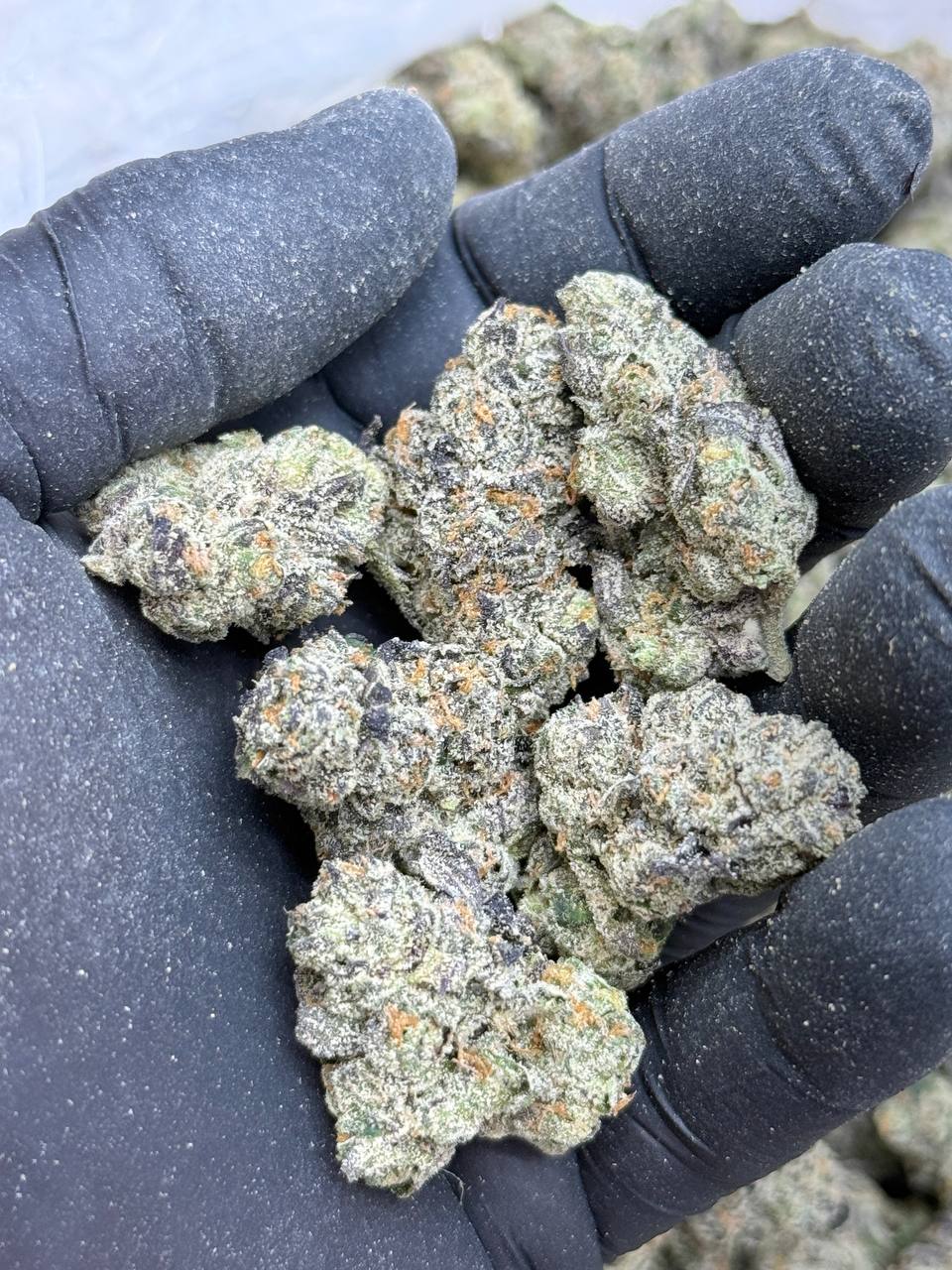 Honeydew-Living Soil - Image 4