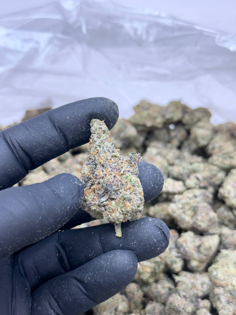 Dosi Breath-Premium Living Soil - Image 2