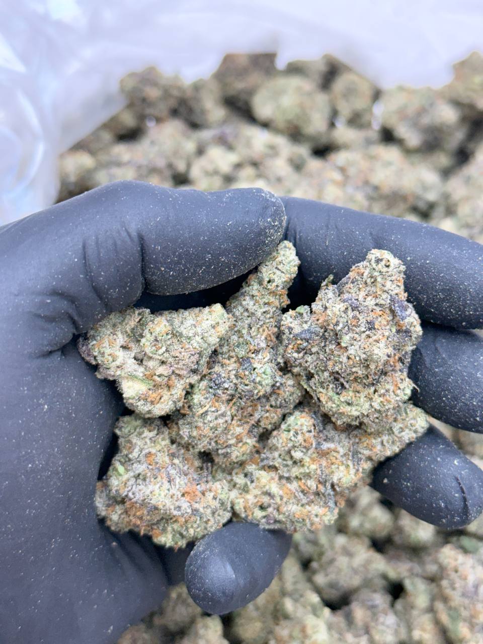 Dosi Breath-Premium Living Soil - Image 4