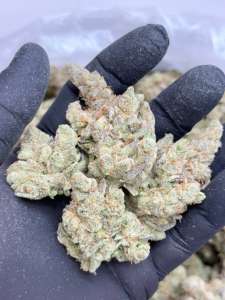 Sour Tropical Skittlez -Living Soil - Lucky's Favorites Pick!