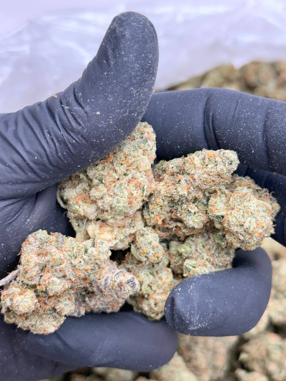 XJ-13 Premium Living Soil - Image 2