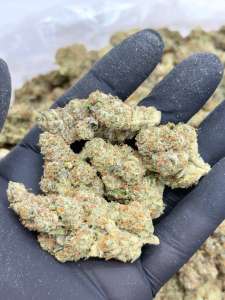 Jack Wreck-Premium Living Soil