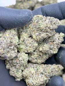 Amnesia Sour -Premium Living Soil