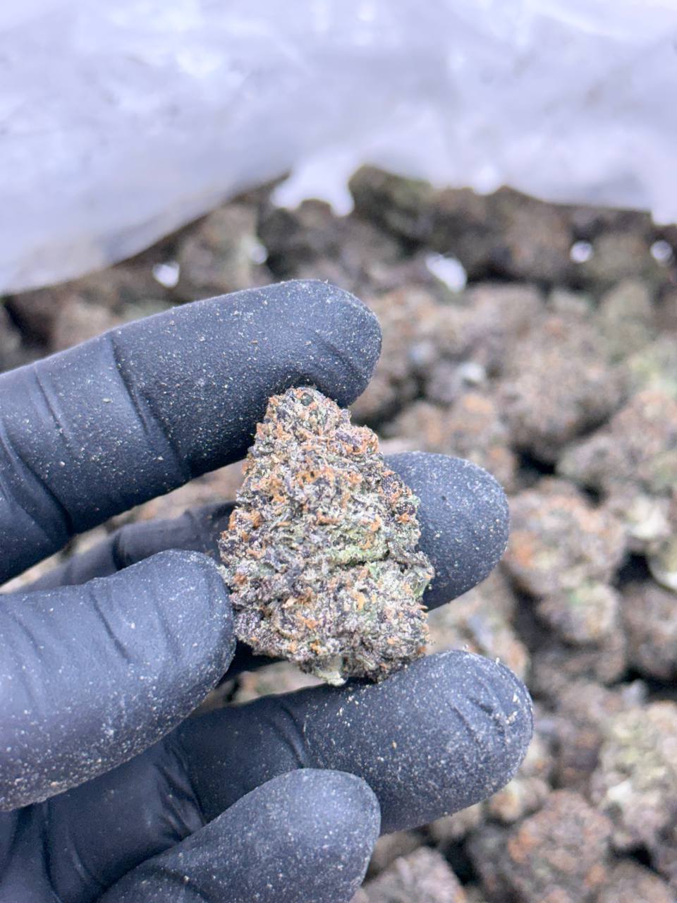 Blackberry BUDGET - Image 3