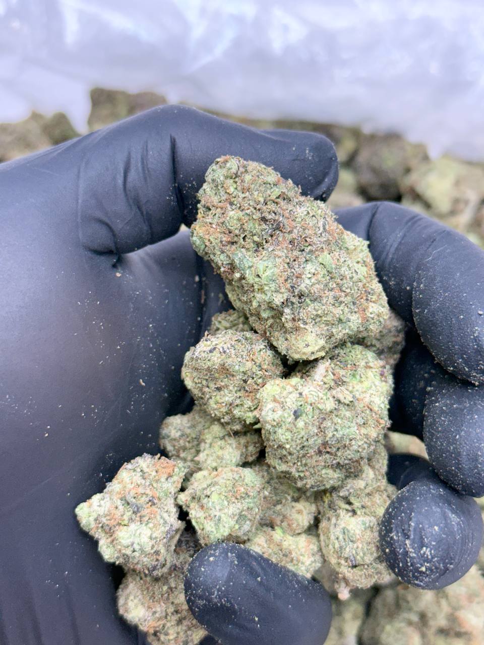 Citrus Sap - Image 4