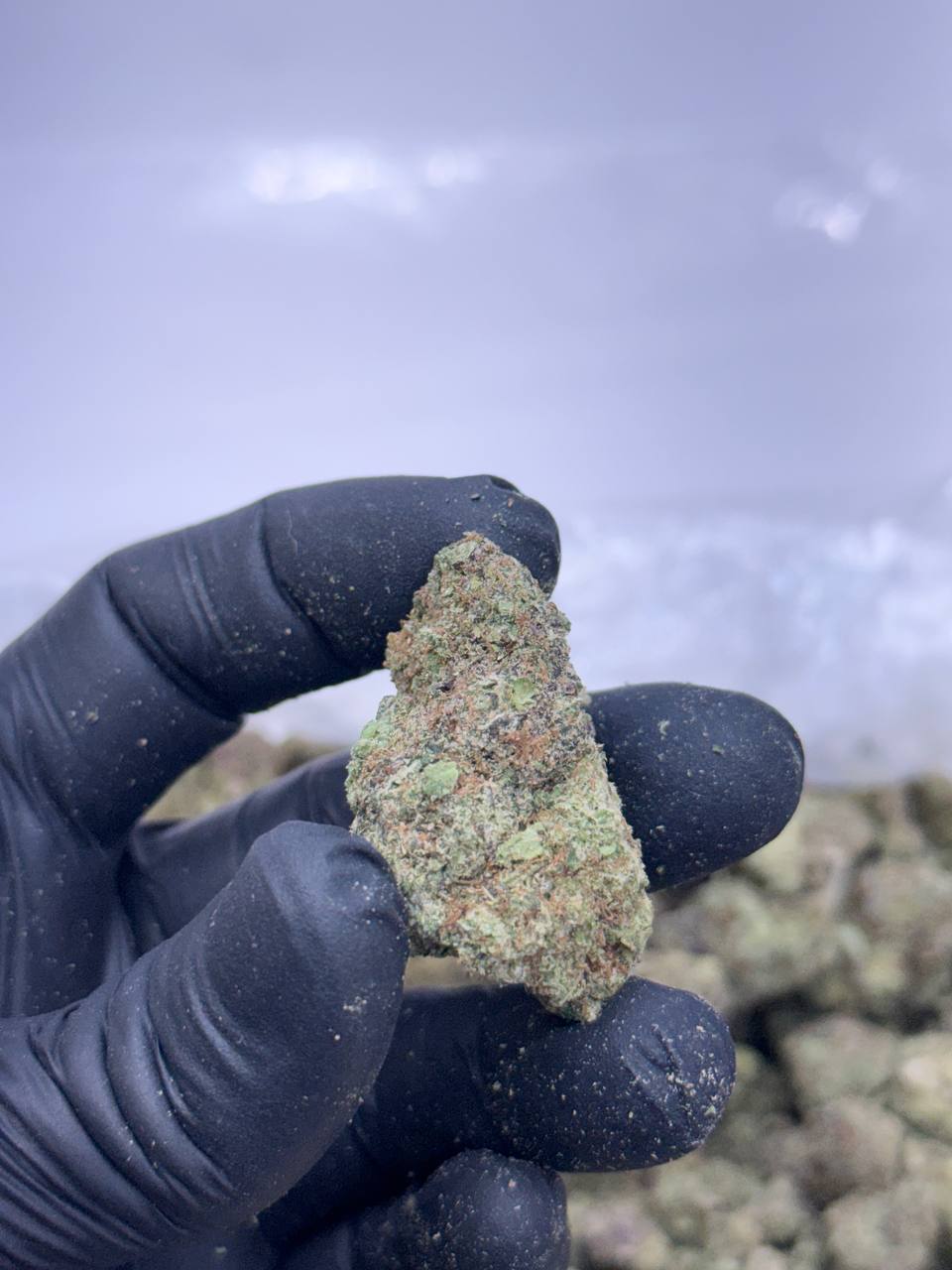 Citrus Sap - Image 3