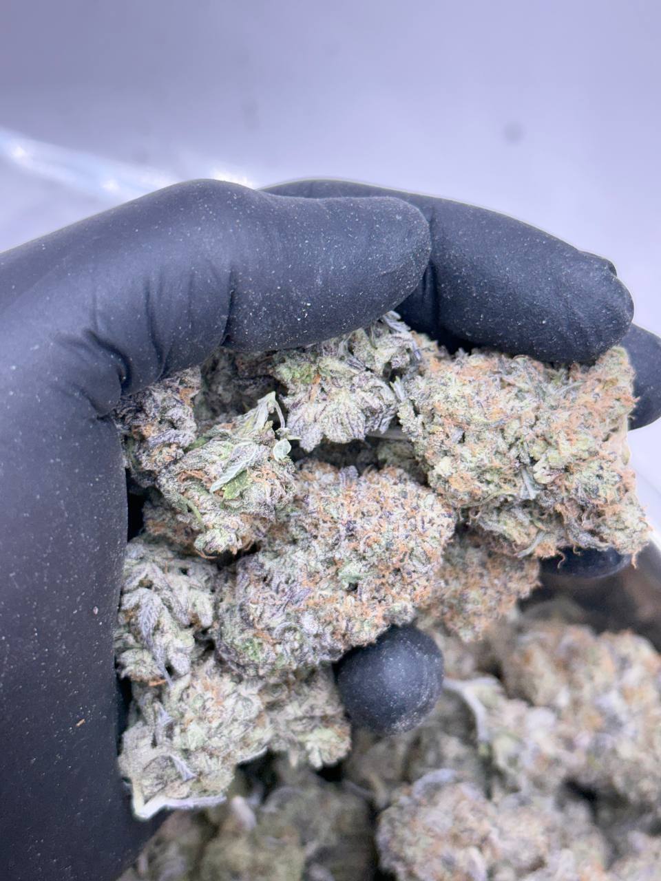 Jelly Pancakes BUDGET - Image 2